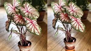Diy Tanaman Keladi Red Star Dari Plastik Kresek How To Make Caladium Bicolor From Plastic Bag Youtube In 2020 Flower Crafts Plants Crafts