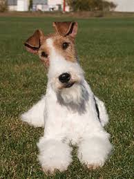 All you have to do is keep the hair. Wire Fox Terrier Wikipedia
