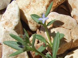 Image result for Oldenlandia