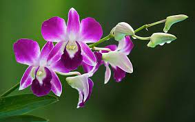 Thai Orchids Beautiful Orchids Orchid Flower Beautiful Flowers Wallpapers