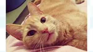 Learn the symptoms and treatment of antifreeze common signs of poisoning: Family S Warning After Horrible Death Of Beloved Pet Cat From Antifreeze Poisoning Granada Itv News