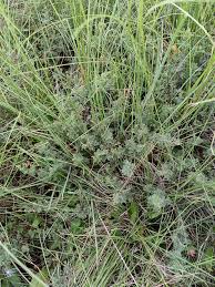 Image result for Indigofera adenoides