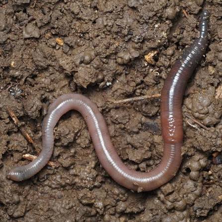 Black-headed Worm (Aporrectodea longa) &middot; iNaturalist