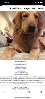 Browse thru thousands of golden retriever dogs for adoption near palm coast, florida, usa area, listed by dog rescue organizations and individuals, to find your match. Treasure Coast Golden Rescue South Florida Home Facebook