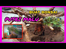 Cara Membuat Bonsai Putri Malu Kaskus