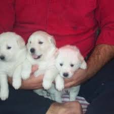 akbash dog puppies akbash dog akbash puppies