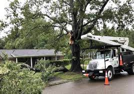 Best affordable tree service jacksonville fl. Tree Service Tree Removal Trimming Jacksonville Fl