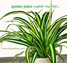 كلوروفيتوم كوموسوم Chlorophytum Comosum هو الأسم العلمي لواحد من أجمل النباتات الداخلية ذات المظهر الإستوائي الجذاب بأوراقها المستط Spider Plants Plants Spider