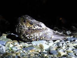 Nama inggris savanna nightjar bonapartes nightjar salvadoris nightjar. Cabak Gunung Ebird