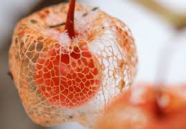 We did not find results for: Fruits D Hiver Rustiques Cultiver Sous La Neige 1 2