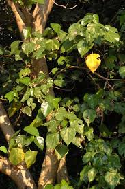 Image result for Hernandiaceae