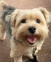 Detroit Lions Coach Dan Campbell and his dog