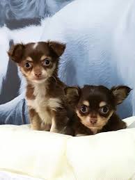 Chihuahua Yavrularimiz Ailelerini Bekliyorlar 603 Cute Baby Animals Chihuahua Baby Animals