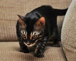 Find bengal in cats & kittens for rehoming | 🐱 find cats and kittens locally for sale or adoption in canada : The Cutest Cat Ever I Also Want To Take The Time To Appreciate