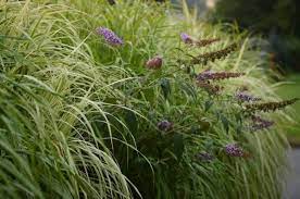Ornamental Grasses And Butterfly Bush Butterfly Bush Butterfly Garden Garden