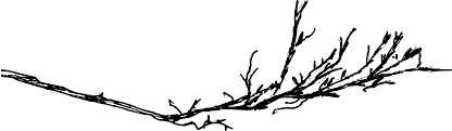 Transparent pine branch png clipart. Branch Png Transparent Png Png Collections At Dlf Pt