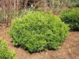 Image result for Buxus acutata