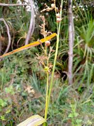 Image result for Scleria