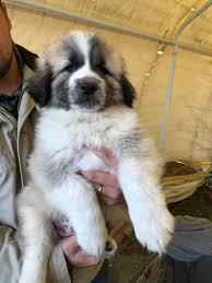 Also known as the shepnees or germanees, the great pyrenees german shepherd mix is an excellent family companion and farm dog. Anatolian Shepherd Great Pyrenees Mix Lifespan The Anatolian Pyrenees