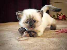 Black And White Siamese Cat Preorder Kitten Stuffed Siamese Cat Faux Fur Kitten Handmade Animal Realistic Toy Cat Japanese Plush Kitten Pet Replica With Images Siamese Cats Pet Replica Realistic Stuffed Cat