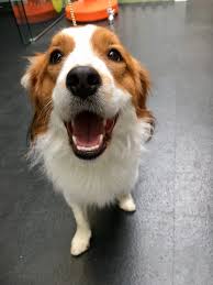 Het nederlandse kooikerhondje is een gevoelige, intelligente en levendige hond. National Dog Show On Twitter A Cute Face With A Long Name Meet Bandit The Nederlandse Kooikerhondje Dutch Decoy Dog