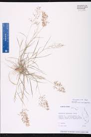 Image result for Eragrostis minor