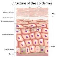 It is located in the conjunctiva inside the eyelids and areas of tissue transition. 13 Stratified Squamous Epithelium Ideas Stratified Squamous Epithelium Squamous Anatomy And Physiology