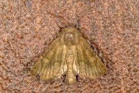 Image result for Photedes fluxa