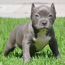 Pitbull Puppies For Sale Blue Pitbulls Puppies Los Angeles Pitbull Puppies Puppies Cute Dogs