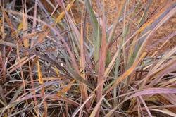 Image result for Xerophyta retinervis