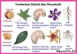 Tidak mempunyai koleoptil atau pelindung ujung batang dan pun koleoriza atau pelindung ujung akar. Tumbuhan Monokotil Dikotil Pengertian Klasifikasi Ciri Murid Co Id