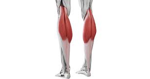 The gastrocnemius muscle is a skeletal muscle that belongs to the muscles of the lower leg. Gastrocnemius Tendonitis Symptoms Causes Treatment Exercises
