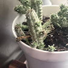 Image result for Euphorbia inaequilatera