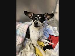 Speak with one of our adoption counselors to process paperwork, and proceed to the adoption fees may vary depending on the type of pet and any additional services you may request. Sacramento Pets Up For Adoption Meet Mary Lola Cecil More Sacramento Ca Patch