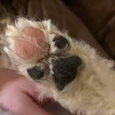My Dog S Paw Pads Are Half Black Half Pink R Mildlyinteresting