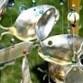 57th Annual Charlevoix Art & Craft Show