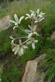 Image result for Kohautia caespitosa