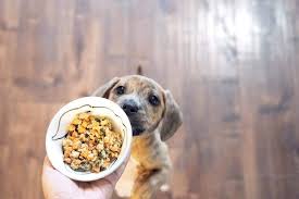 See more of dog cat delivery on facebook. The Best Fresh Dog Food Delivery Of 2020 Reviewed By Real Dogs