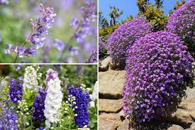 Um ihnen die auswahl zu erleichtern, haben wir mehrjährige blumen nach wuchshöhen, farben und standorten. 15 Winterharte Stauden Fur Sonnige Standorte Gartenlexikon De