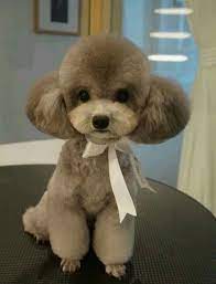 Pin By Alejandra On Life Dog Grooming Styles Toy Poodle Haircut Poodle Haircut