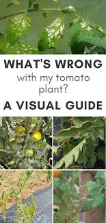 Tomato Leaf Problems A Visual Guide Tomato Plants Support Tomatoes Plants Problems Growing Tomato Plants