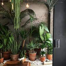 Explore tumblr posts and blogs tagged as #house plants with no restrictions, modern design and the best experience | tumgir. Plants Of Tumblr