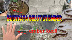 Penataan drum ada dua cara. Cara Membibitkan Belut Di Ember Kecil Tips Singkat Bagi Para Pemula Youtube