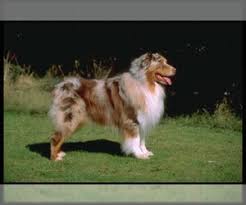 As the name suggests australian shepherds were developed in australia to herd livestock, but it didn't take long for people to see. Australian Shepherd Breed Information And Pictures On Puppyfinder Com