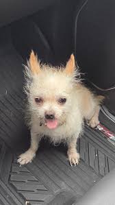 There's a tiny little silky terrier looking dog walking