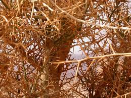 Image result for Balanites aegyptiaca