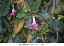 Image result for Tabebuia heterophylla