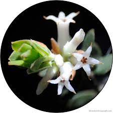 Leucopogon Sp Part Of The Ericaceae Family Of Heath Wildflowers These Are Little Tubular Flowers That Grow In Australian Flowers Flower Petals Wild Flowers