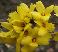 Forsythia Intermedia Goldrausch Pflanzen Zentrum Goldrausch Pflanzen Gold