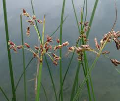 Image result for Schoenoplectus scirpoides